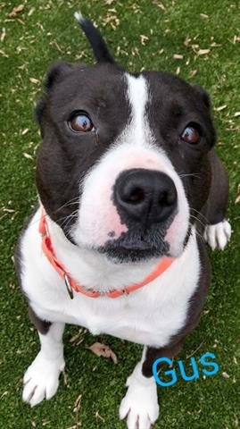 GUS Image