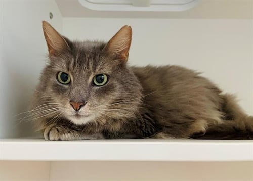 GRAY - Domestic Medium Hair available for adoption