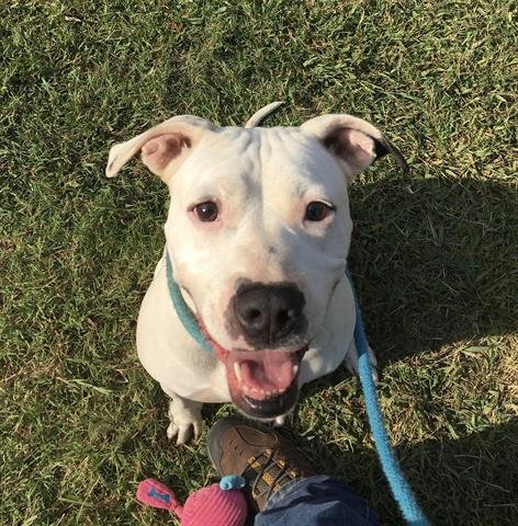 PRADA - Pit Bull Terrier available for adoption