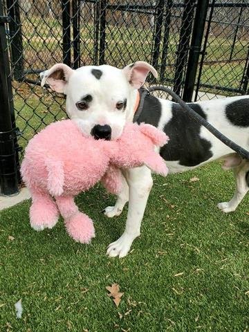 PICHARD - Pit Bull Terrier available for adoption