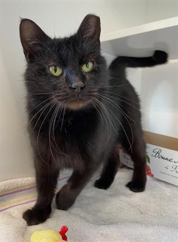 NINJA - Domestic Short Hair available for adoption