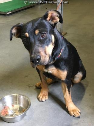 QUEENIE - German Shepherd Dog / Labrador Retriever available for adoption