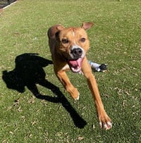 SKIPPER - Photo 1