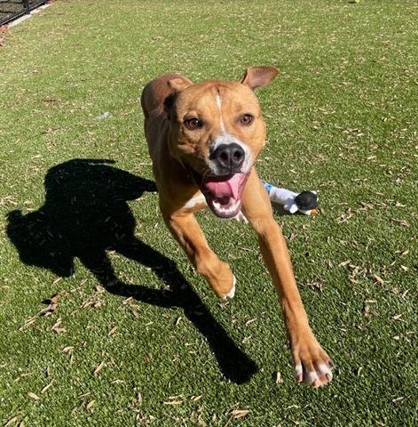 SKIPPER - Pit Bull Terrier available for adoption