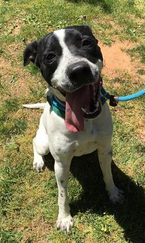 MITCH - Labrador Retriever available for adoption