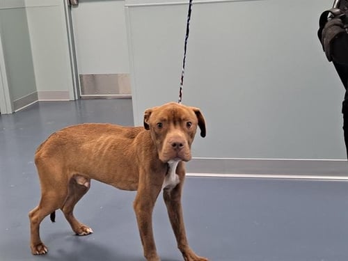 ROCKET - Pit Bull Terrier available for adoption