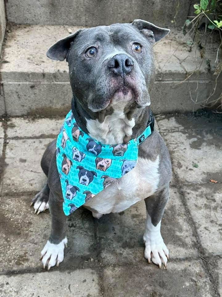 STORM - American Pit Bull Terrier available for adoption