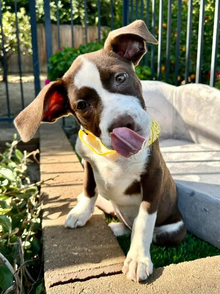 JUNI - American Pit Bull Terrier available for adoption