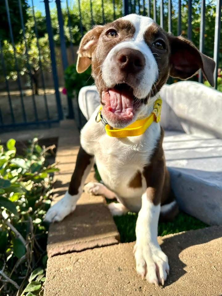 JUNI - American Pit Bull Terrier available for adoption