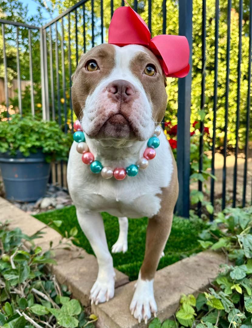 EMBER - American Pit Bull Terrier available for adoption