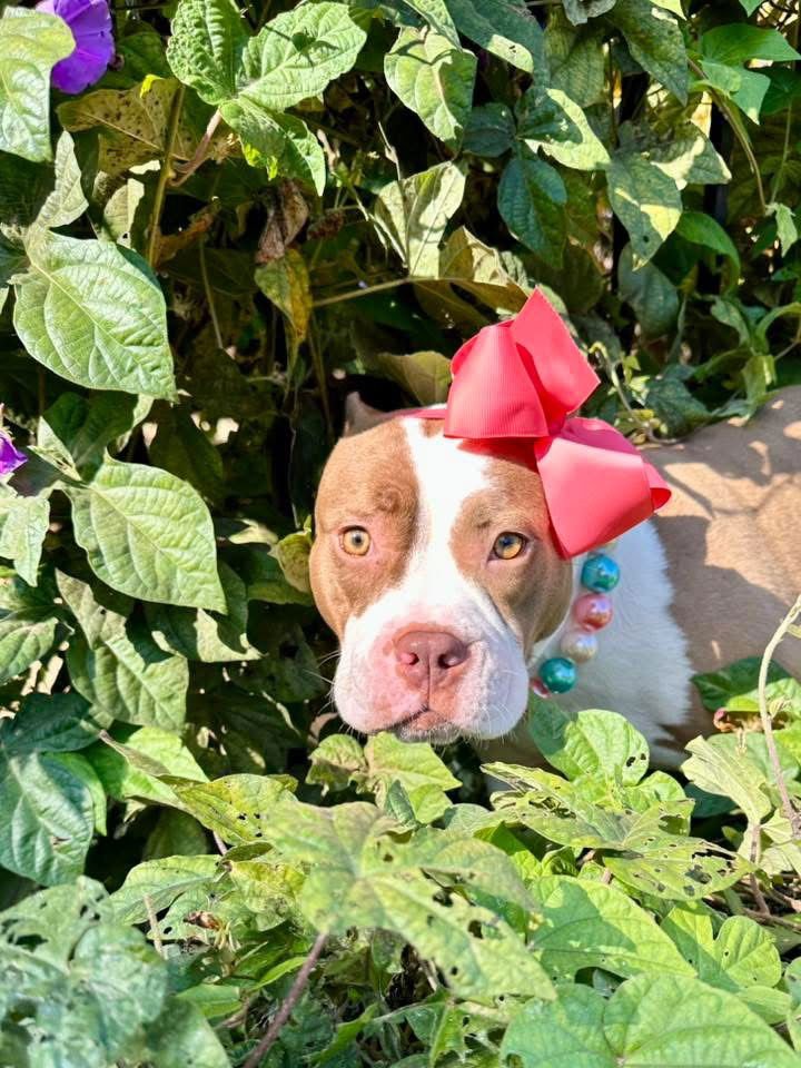 EMBER - American Pit Bull Terrier available for adoption