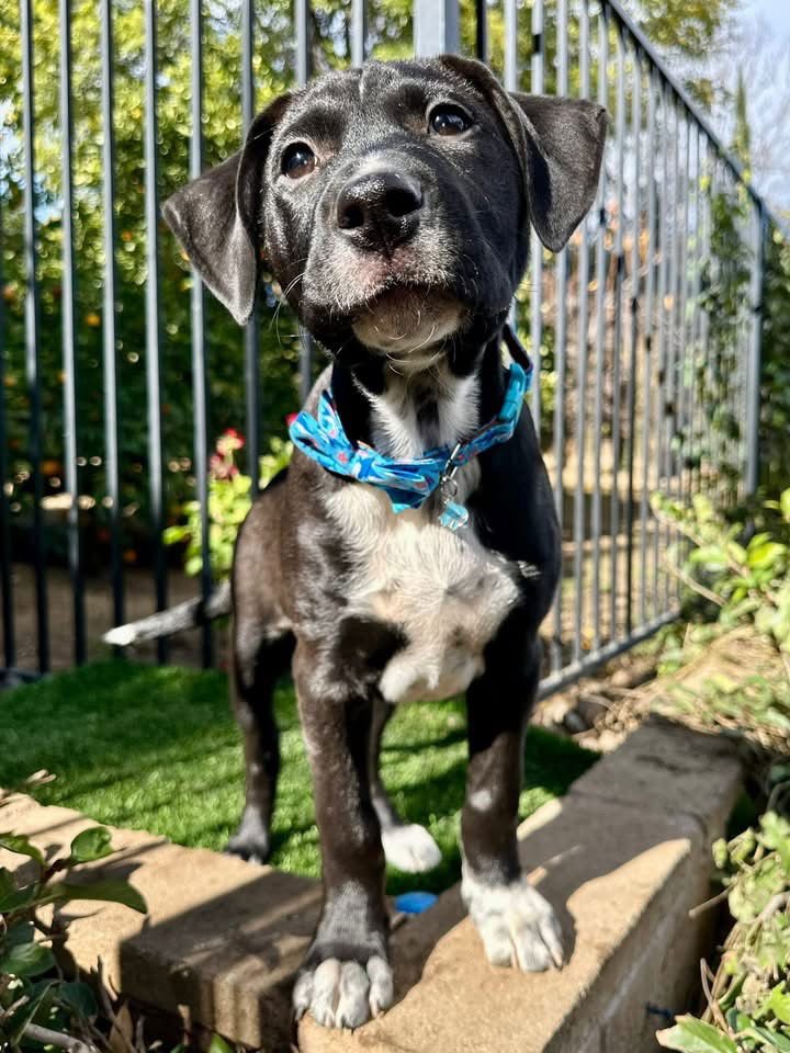 JOEY - American Pit Bull Terrier available for adoption