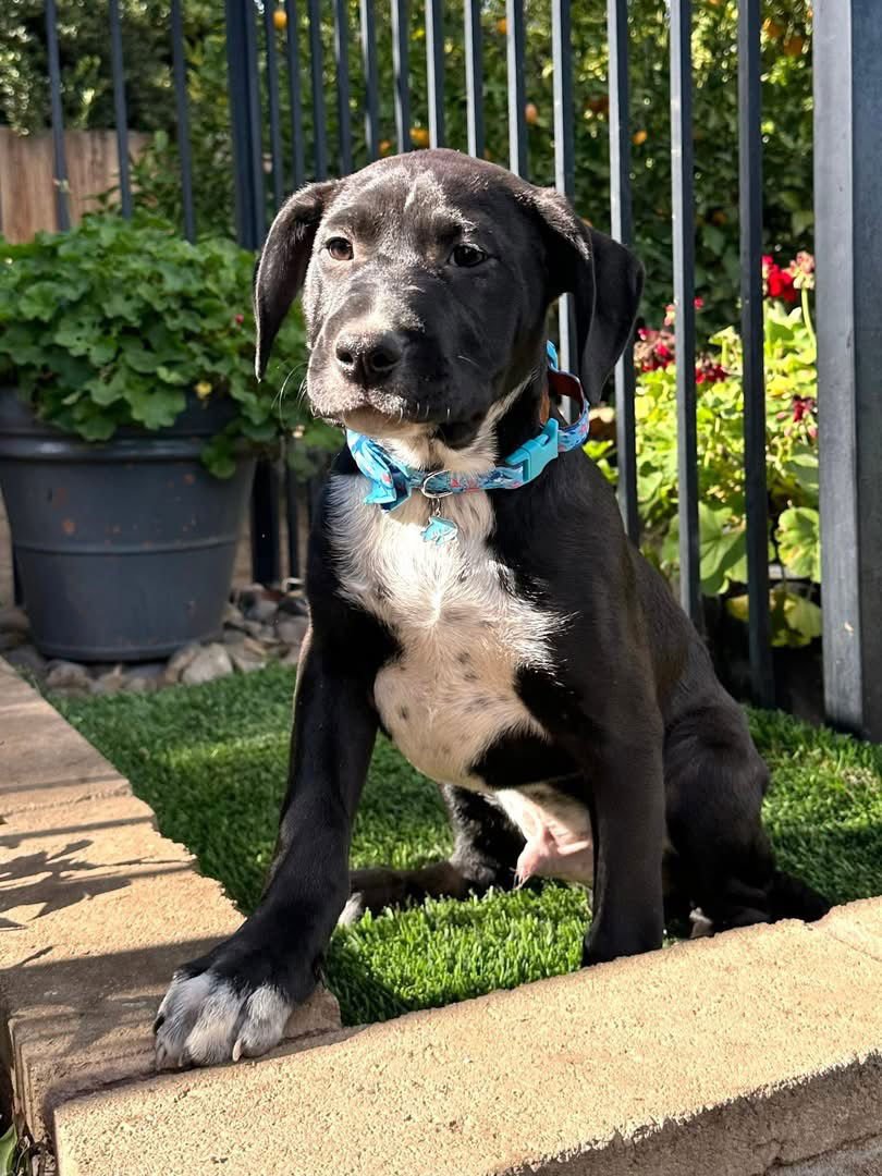 JOEY - American Pit Bull Terrier available for adoption