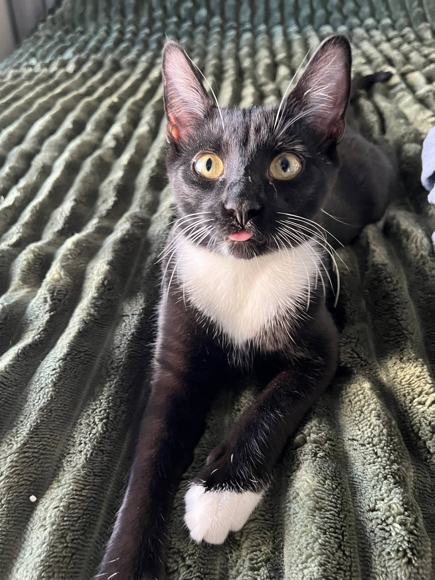 BOW - Domestic Short Hair available for adoption