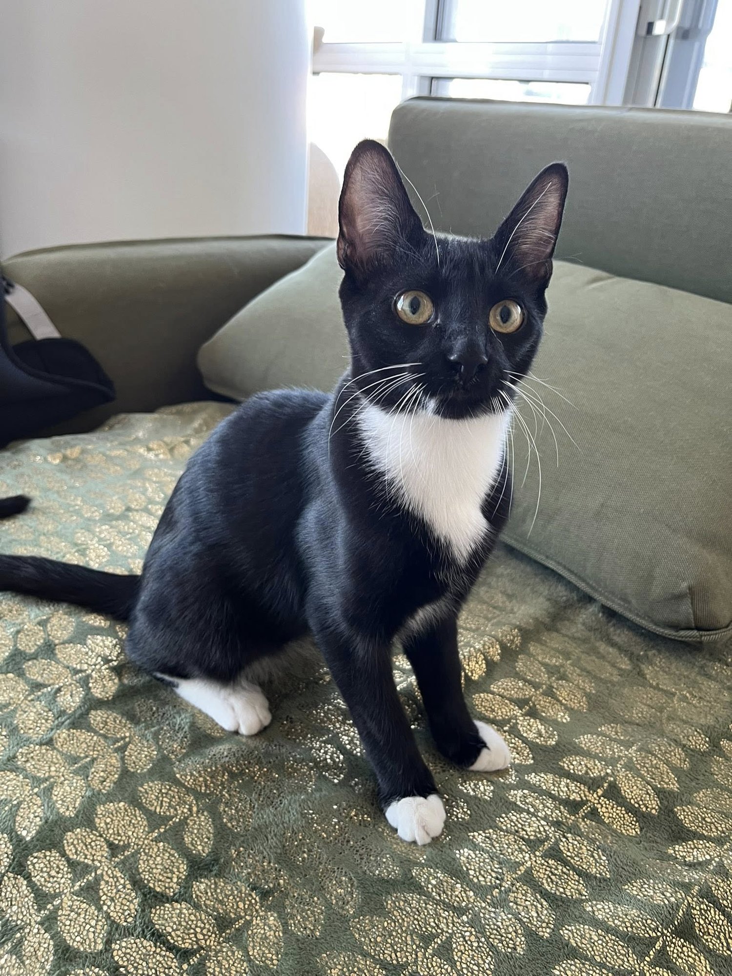 BOW - Domestic Short Hair available for adoption