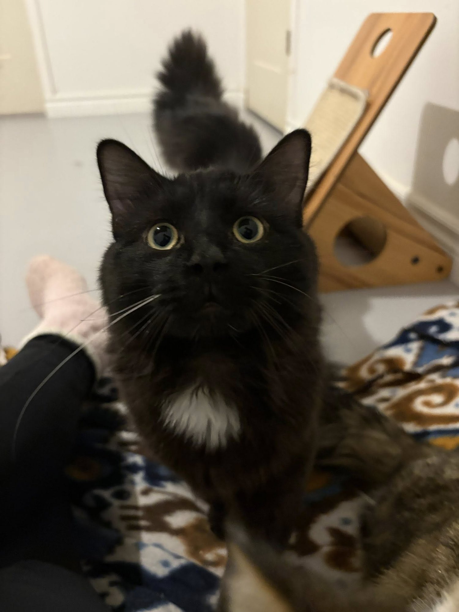 BOLT - Domestic Short Hair available for adoption