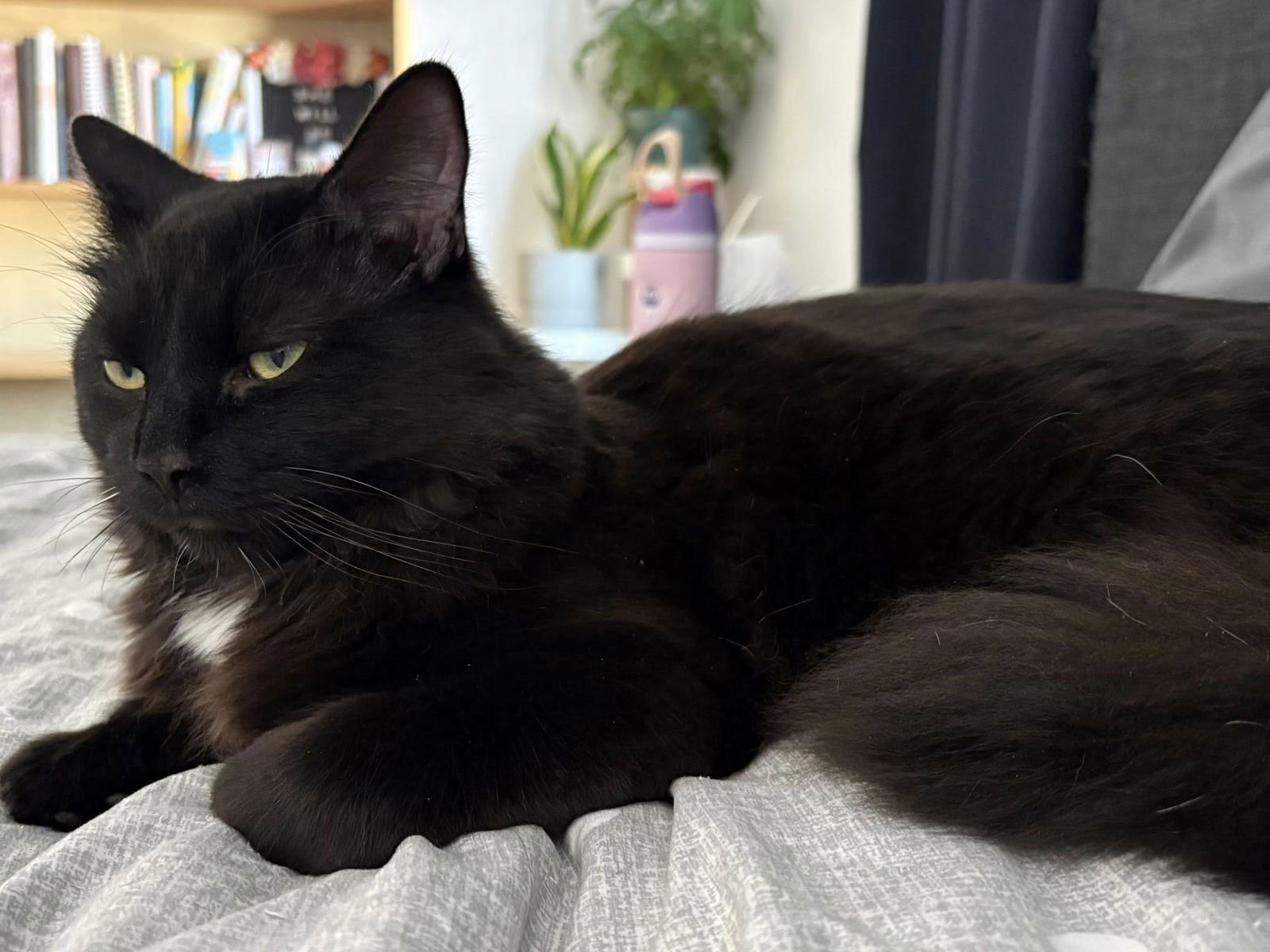 BOLT - Domestic Short Hair available for adoption