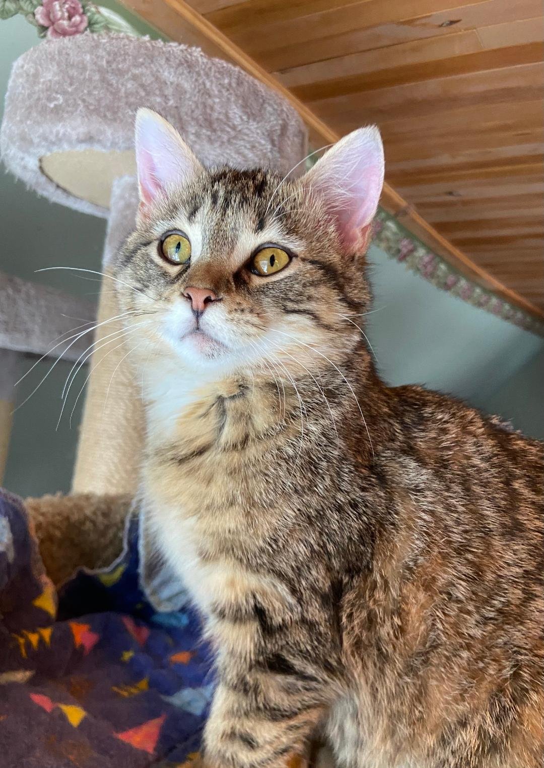 UVA - Tabby available for adoption