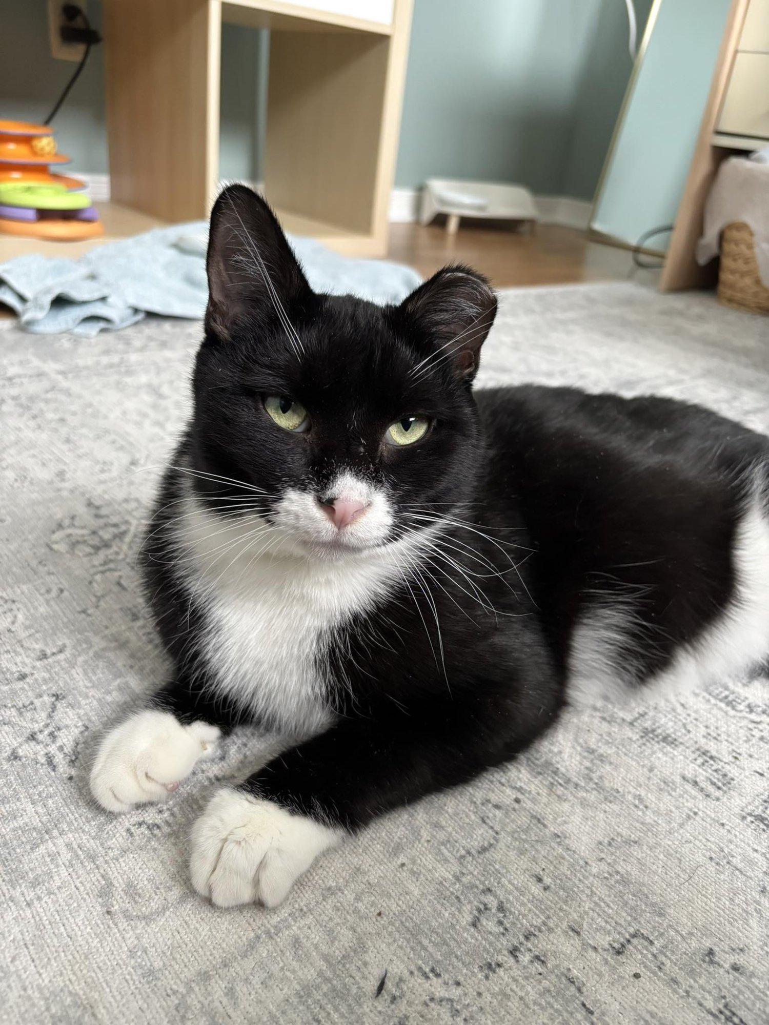 ALEX - Domestic Short Hair available for adoption