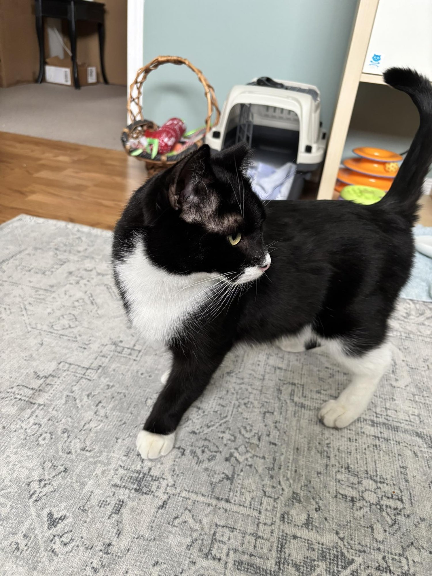 ALEX - Domestic Short Hair available for adoption