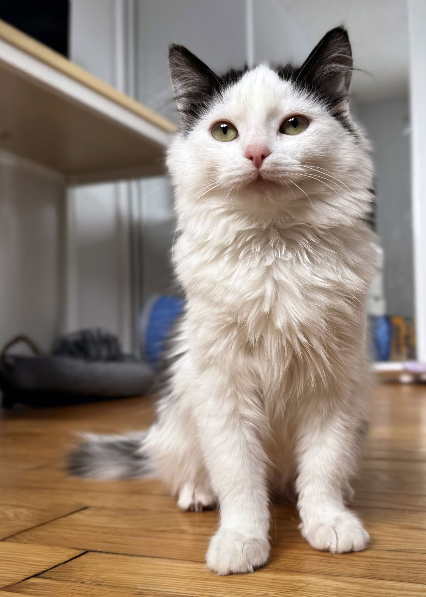 CHLOE - Domestic Short Hair available for adoption