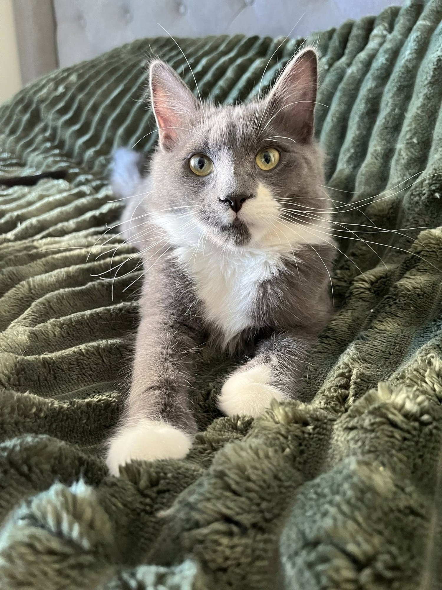 MARS - Domestic Long Hair available for adoption