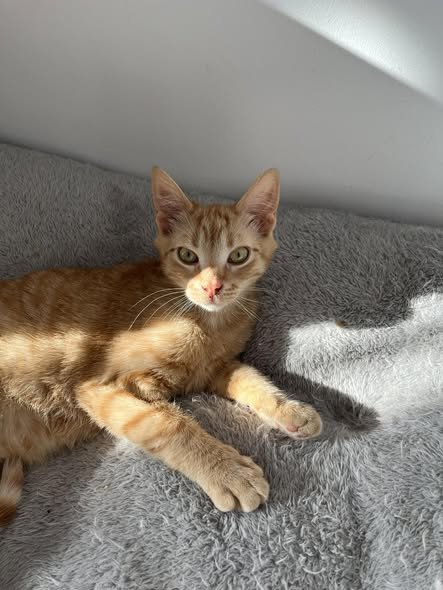 HARRY - Tabby available for adoption