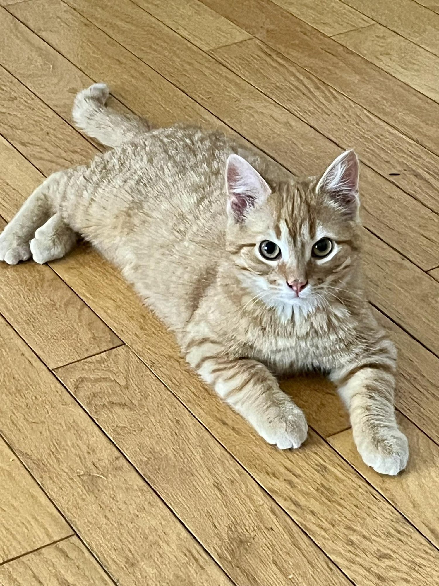 WILLY - Domestic Medium Hair available for adoption