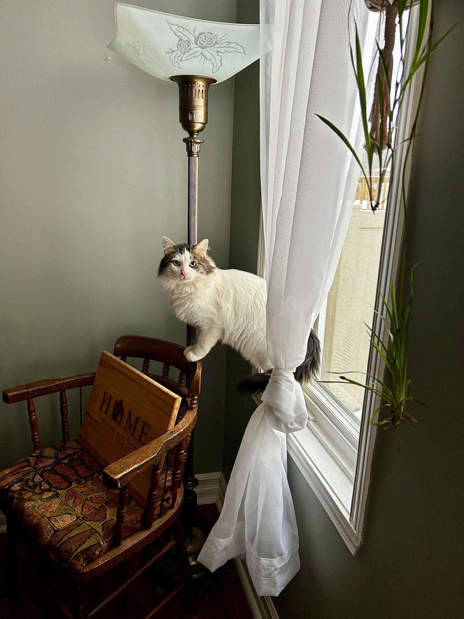 TOMMY - Tabby available for adoption