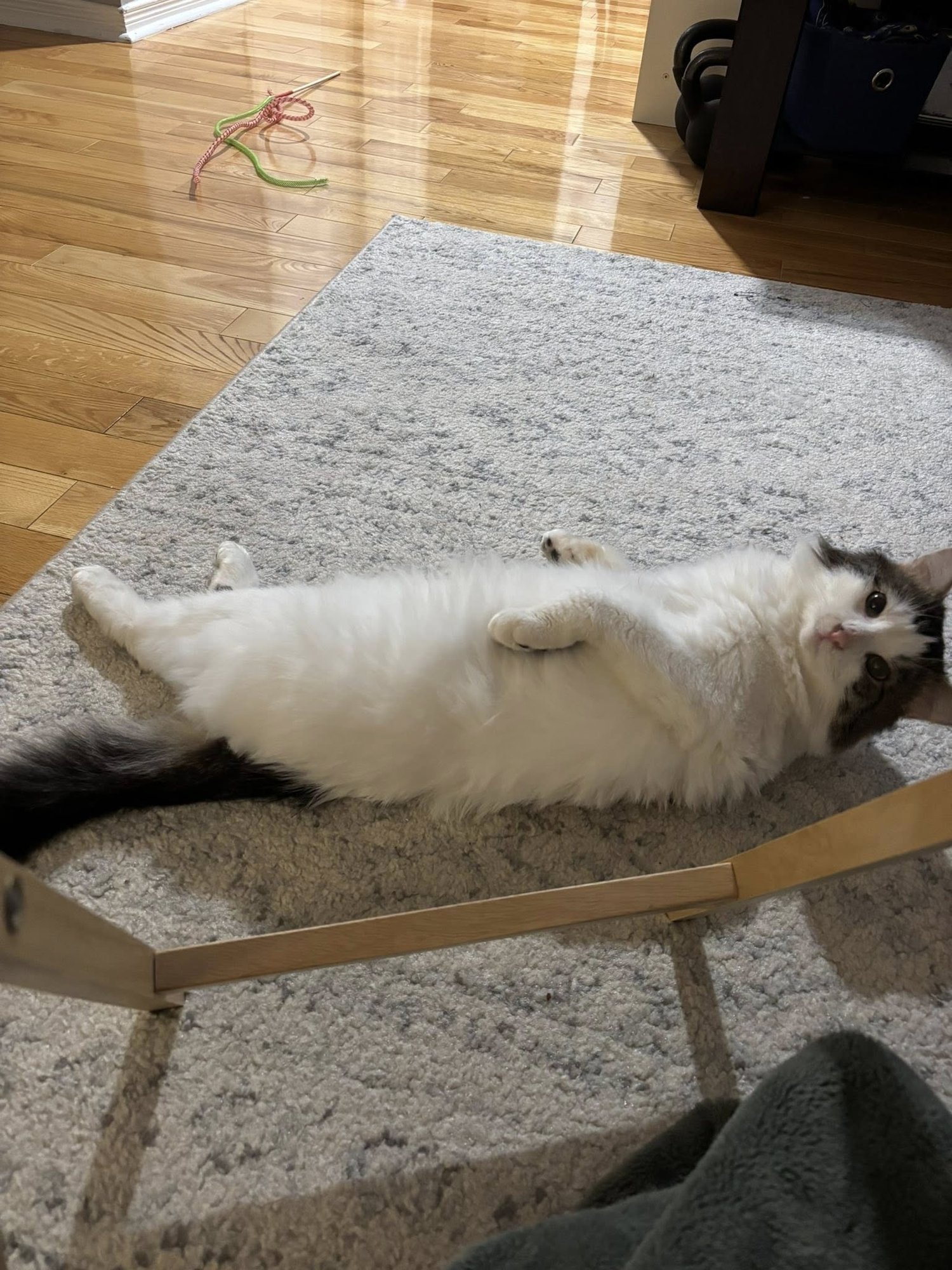 TOMMY - Tabby available for adoption