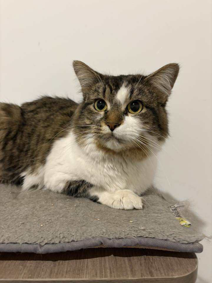 ROZ - Tabby available for adoption