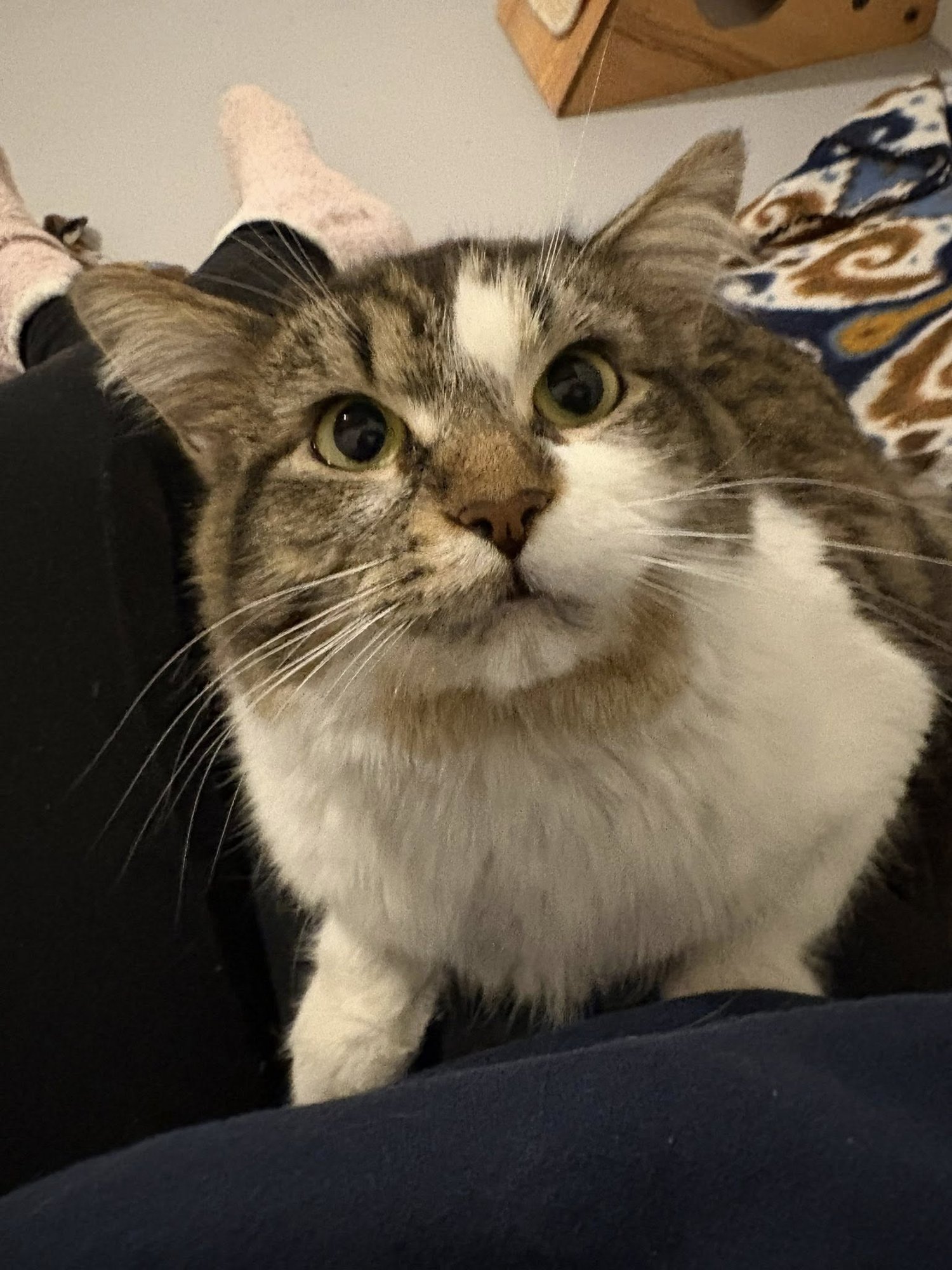 ROZ - Tabby available for adoption