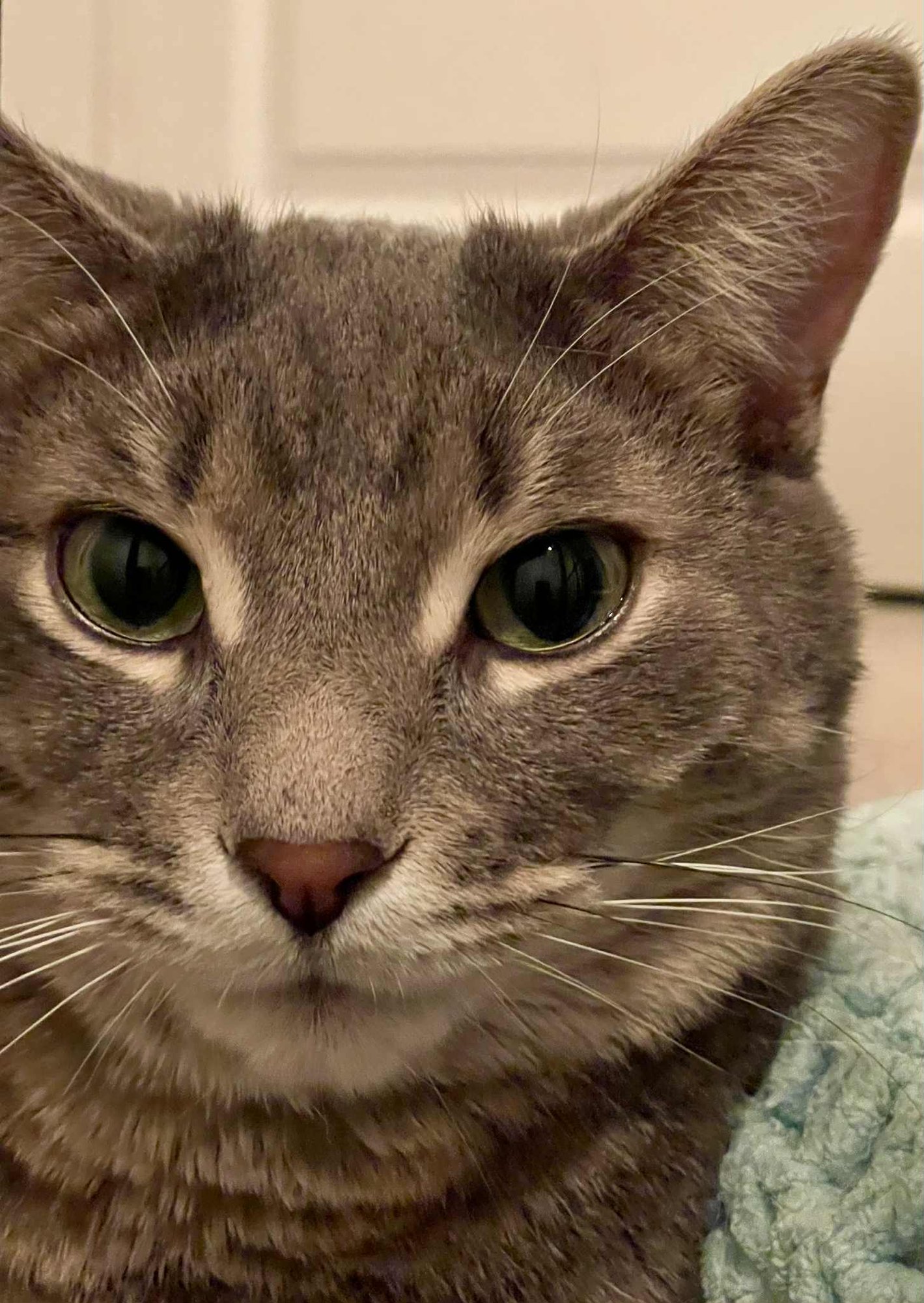 BEBE - Tabby available for adoption