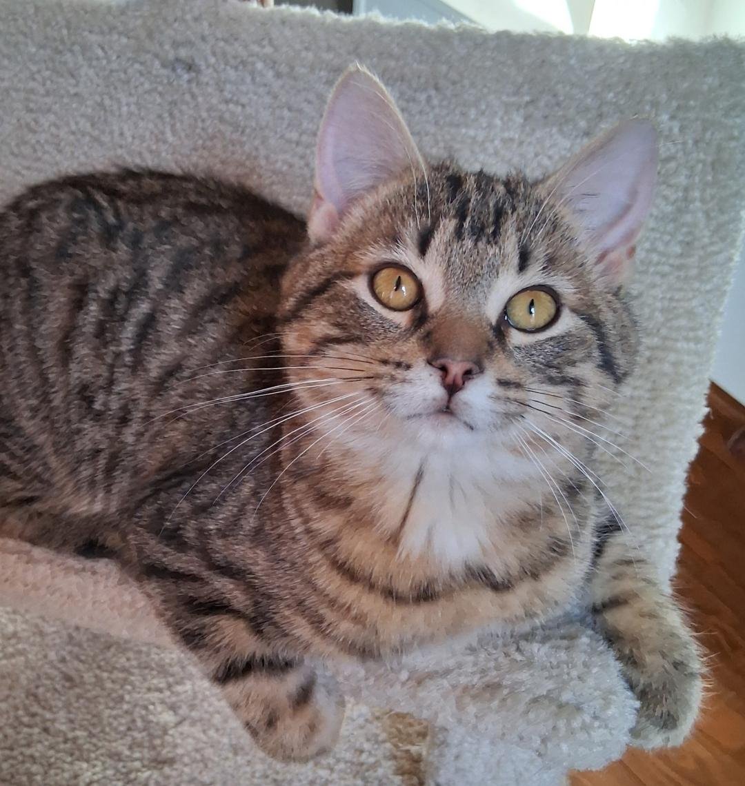 TOFU - Tabby available for adoption