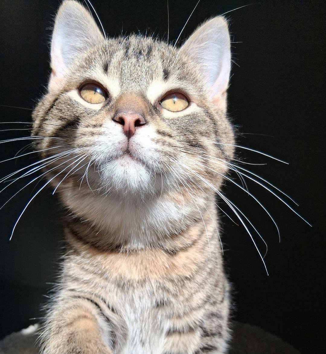 TOFU - Tabby available for adoption