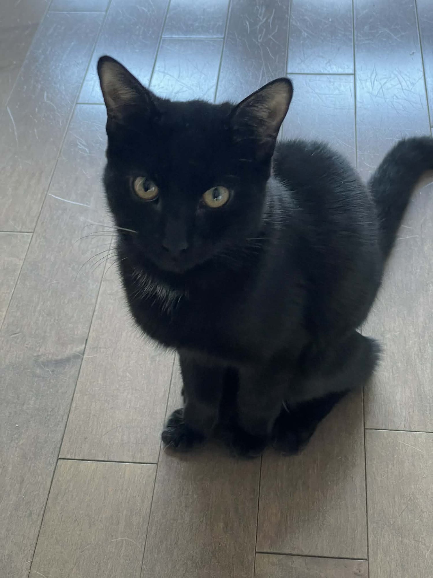 BUCK - Domestic Short Hair available for adoption