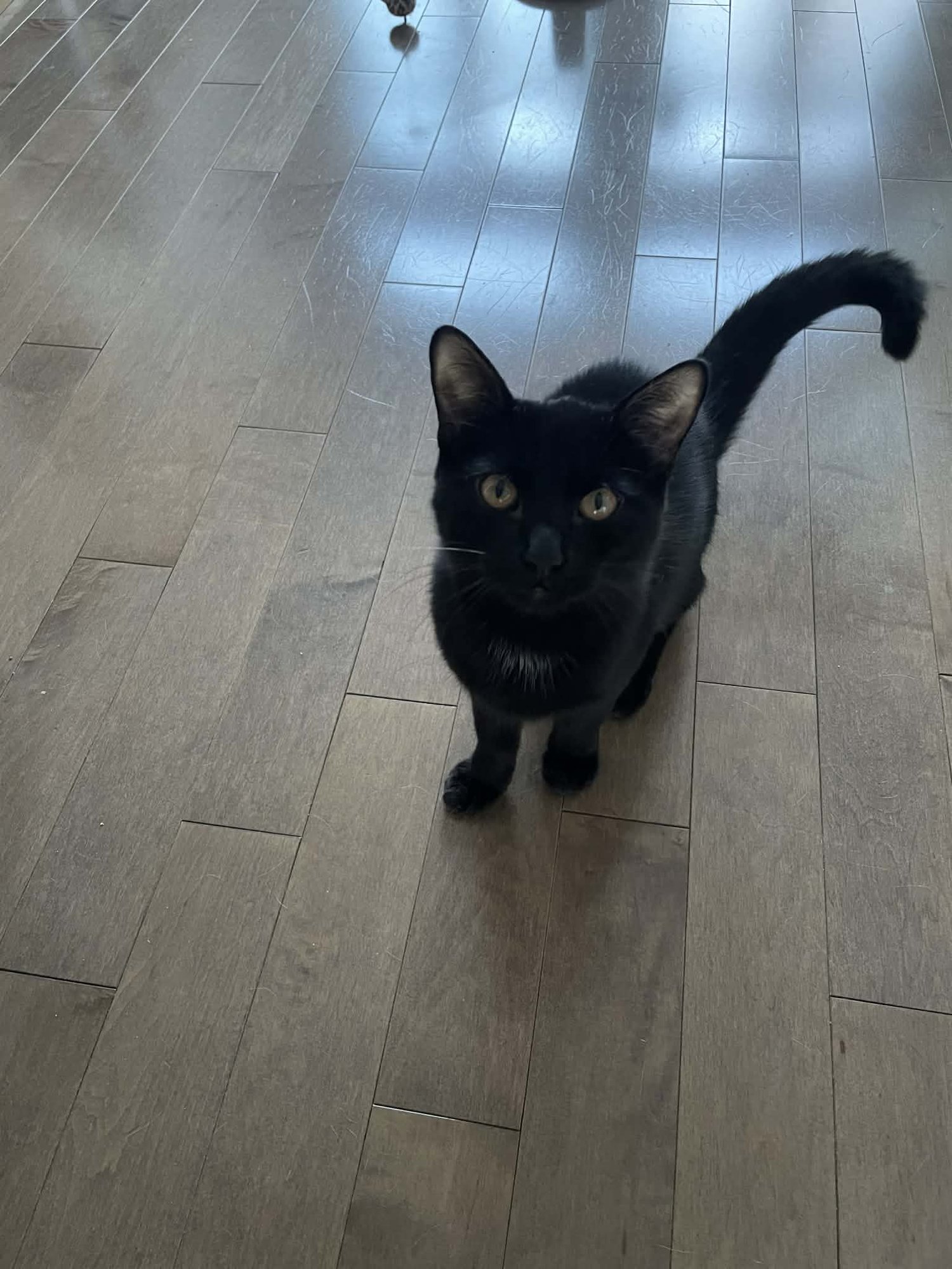 BUCK - Domestic Short Hair available for adoption