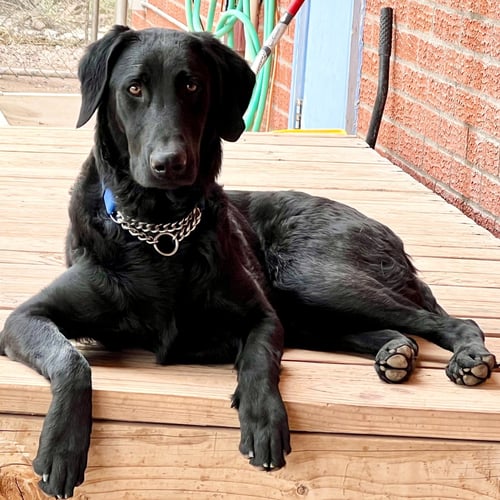 MOON - Black Labrador Retriever / Poodle (Standard) available for adoption