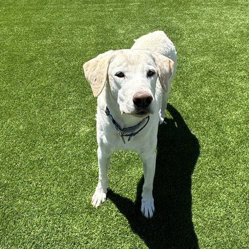 MAX 8 - Yellow Labrador Retriever available for adoption