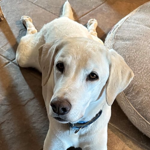 MAX 8 - Yellow Labrador Retriever for adoption in Tucson