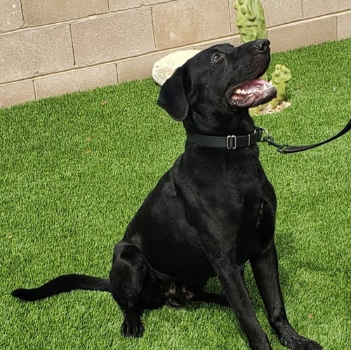 HARRY - Black Labrador Retriever for adoption in Tucson