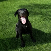 Harry - Photo 2