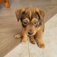 Molly 8 - Photo 3