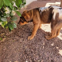Molly 8 - Photo 2