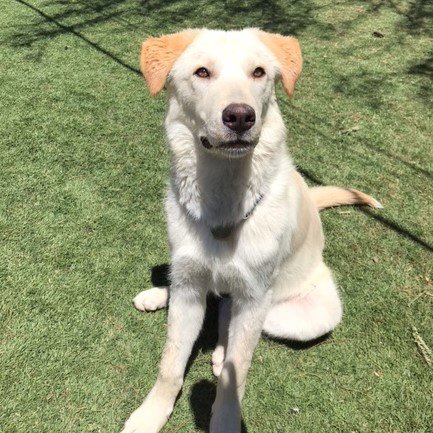 PRESCOTT - Yellow Labrador Retriever for adoption in Tucson