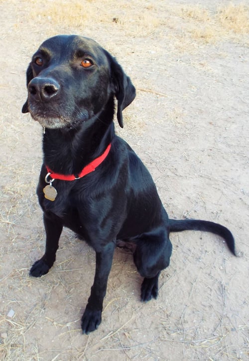 DOUGLAS - Black Labrador Retriever for adoption in Tucson