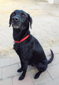 Douglas - Photo 2