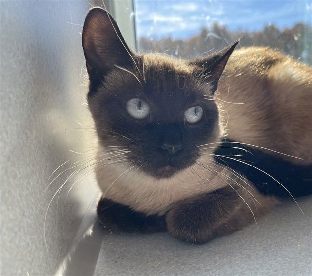 JULIAN - Siamese available for adoption