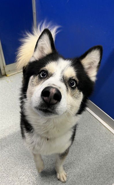 SHANOOK - Siberian Husky available for adoption
