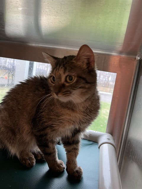 VIOLET - Domestic Short Hair available for adoption